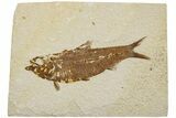 Fossil Fish (Knightia) - Wyoming #233155-1